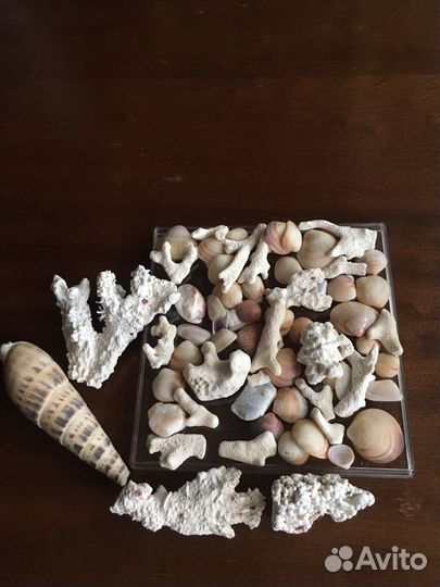 Коралловые фрагменты и ракушки для аквариума