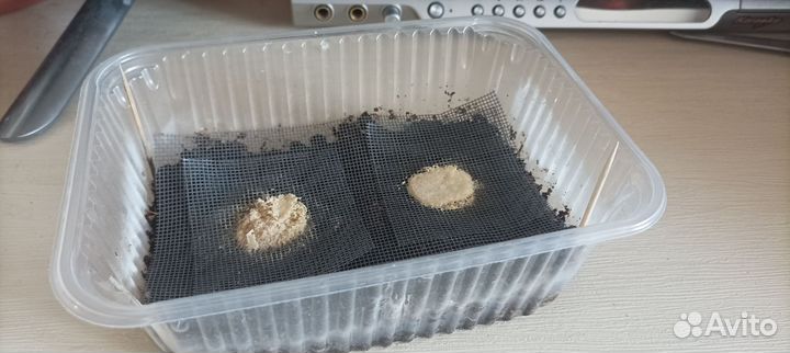 Гриндальский червь