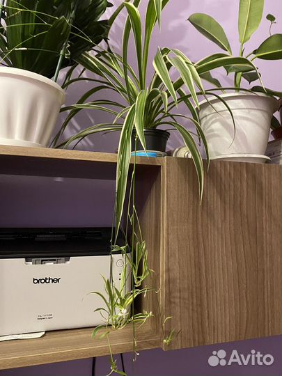 Комнатный цветок. Хлорофитум