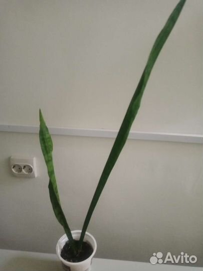 Сансевиерия