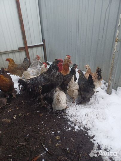 Петух мехеленская кукушка