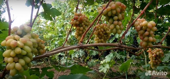 Расродаю Саженцы винограда, малина, смородина