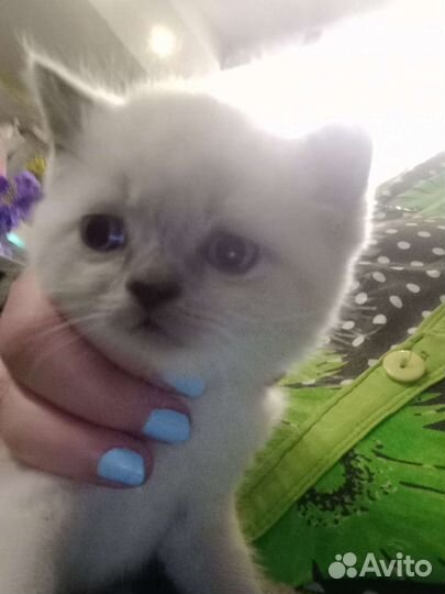 Малыши 1,5 мес самые ласковые котятки