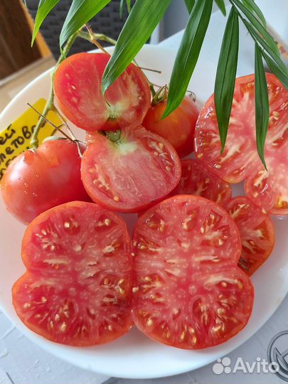 Семена Томатов