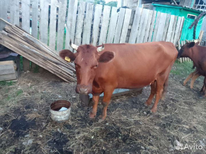 Корова дойная