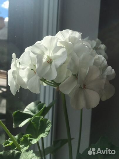 Комнатные цветы