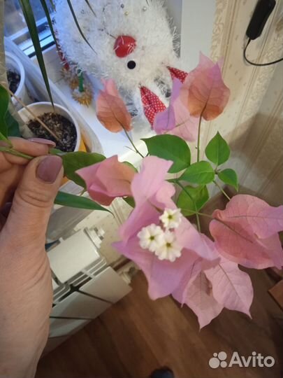 Бугенвиллия