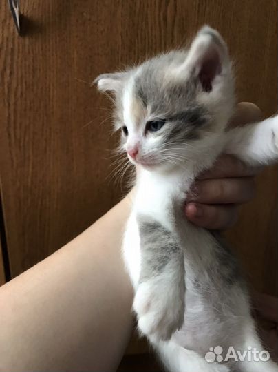 Котята отдам даром