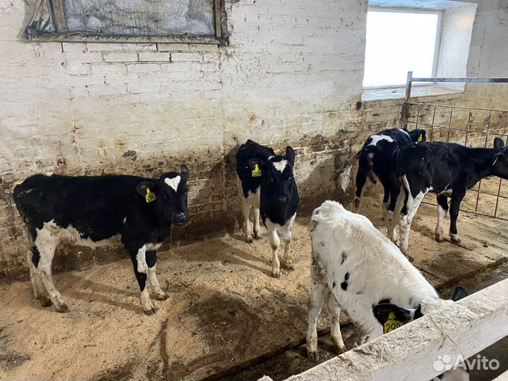 Холмогоры бычки телята