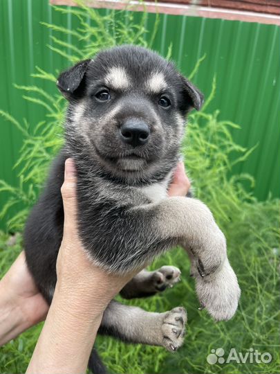 Собака в добрые руки хаски