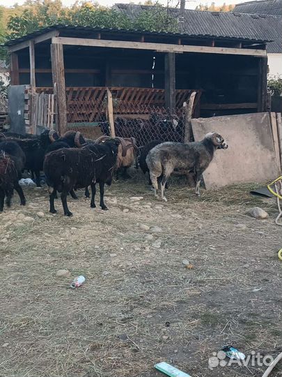 Курдючные бараны овцы