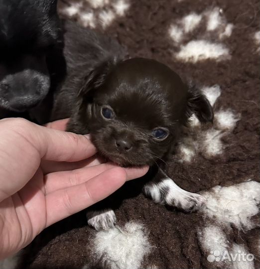 Щенки чихуахуа