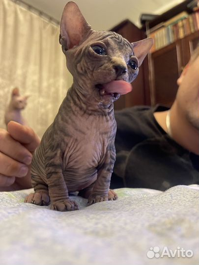 Кошки донской сфинкс