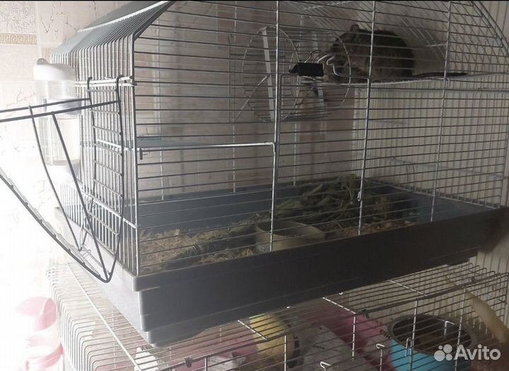 Белочки дегу с клеткой