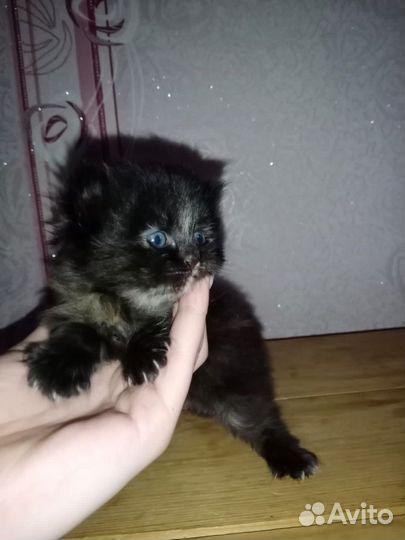 Кошечка удача