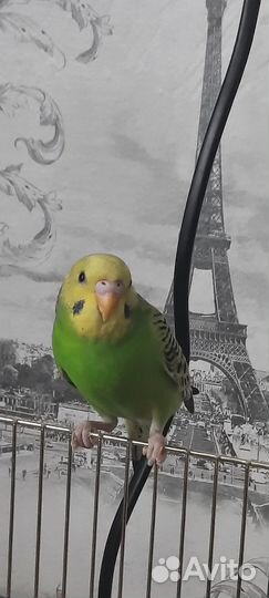 Волнистый попугай девочка