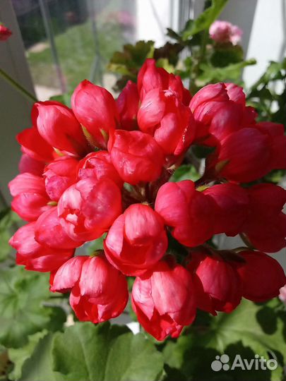 Пеларгония тюльпановидная