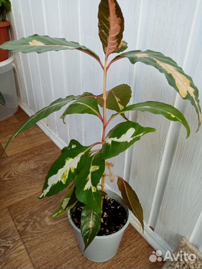 Домашние растения