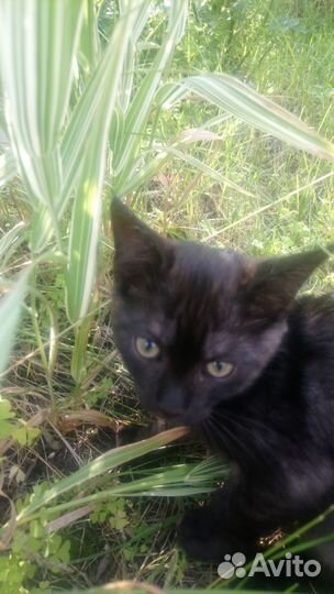 Красивый котенок в дар