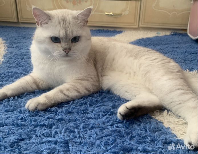 Британский кот