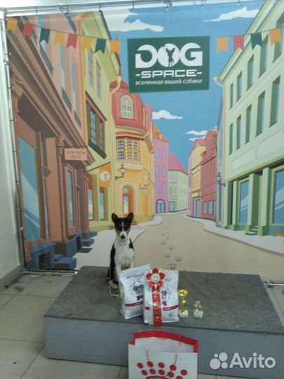 Дрессировка собак, кинолог, воспитание собак