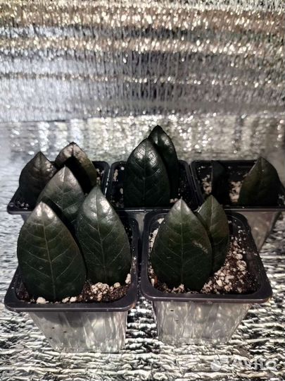 Замиокулькас Равен