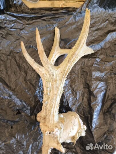 Рога косули, (наверно косули)