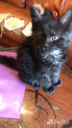 Котята мейн-кун