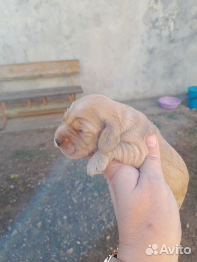 Английский кокер спаниель