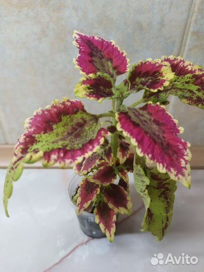 Аглаонеиа, колеус