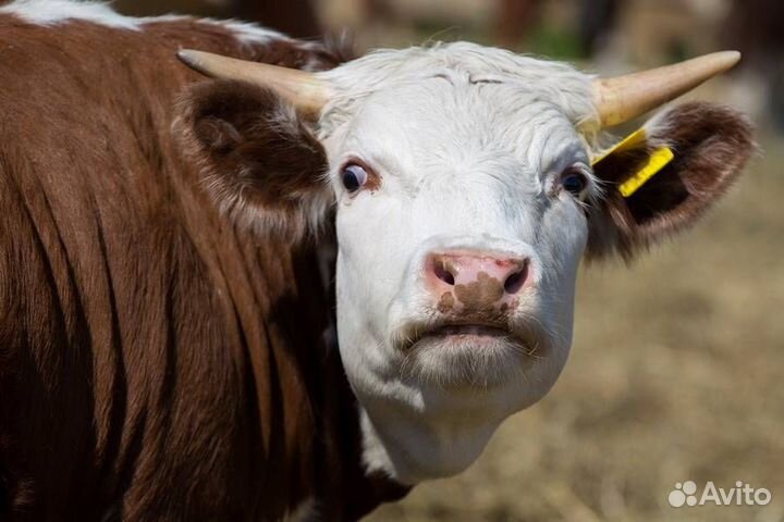Коровы быки хряки вынужденный забой