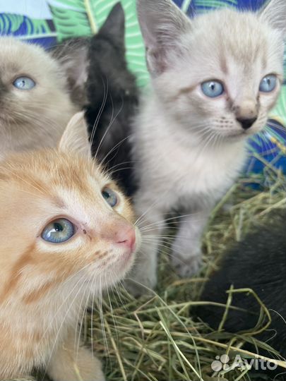 Котята ищут дом