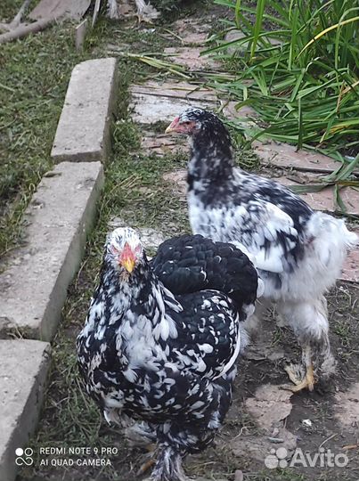 Гергебильская порода кур и петухов