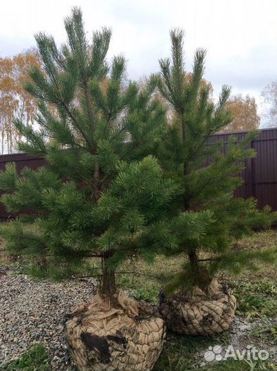 Сосна обыкновенная 0,2