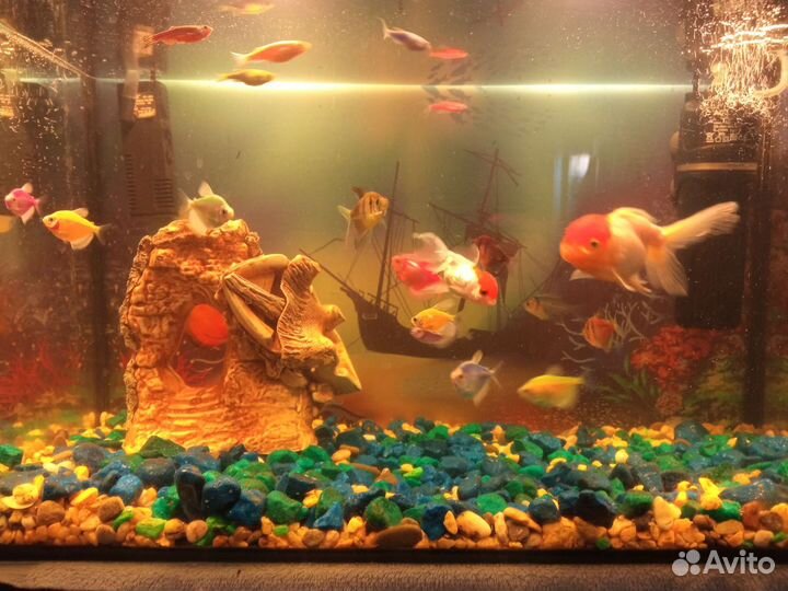 Аквариум с рыбами