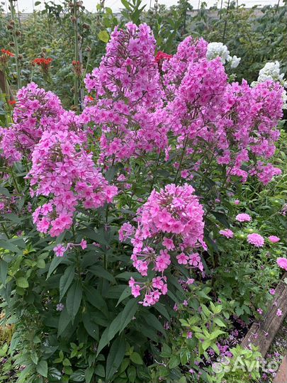 Букеты к перекличке и на 1 сентября