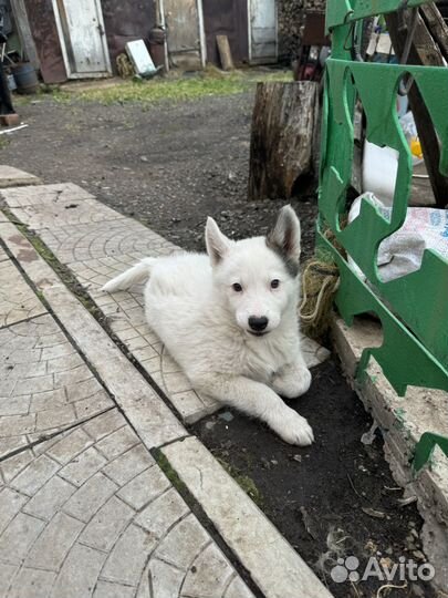 Щенки западно сибирской лайки