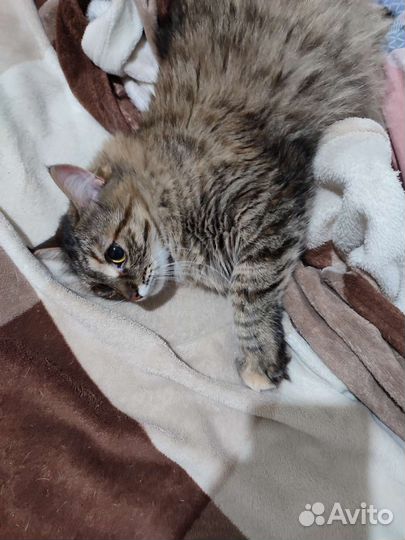 Пушистая крошка в добрые руки