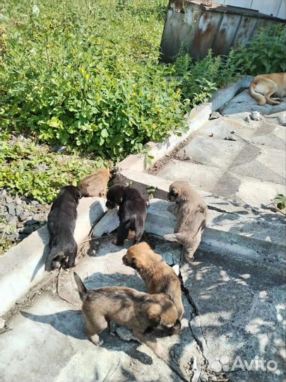 Щенки бесплатно