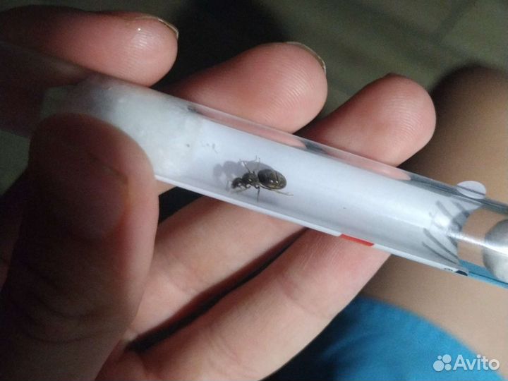 Муравьи Lasius Niqer