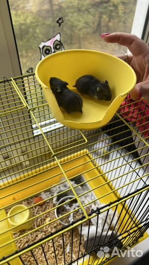 Джунгарский хомячек