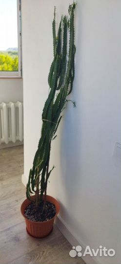 Фикус, молочай трёхгранный на подарок