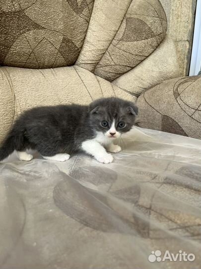 Котята веслоухие