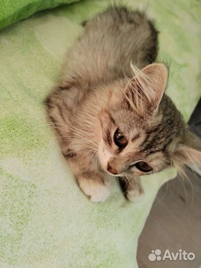 Кошка в дар бесплатно