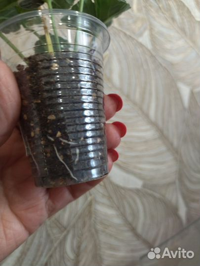 Герань пеларгония