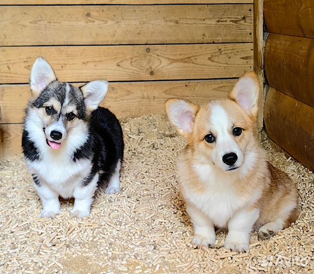Вельш Корги Пемброк. Девочки. Москва