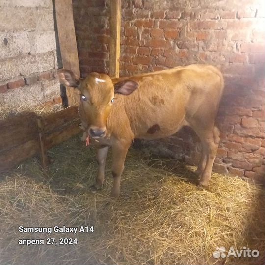 Телята бычки и телки