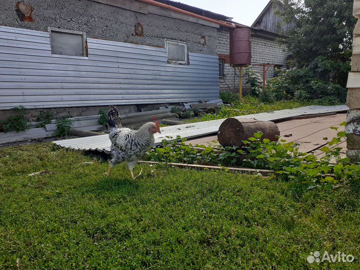 Петухи домашние