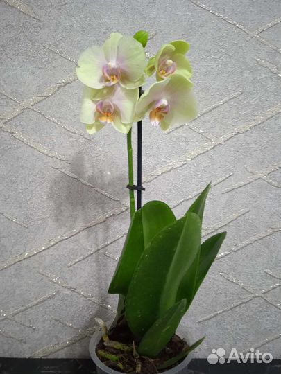 Орхидея фаленопсис