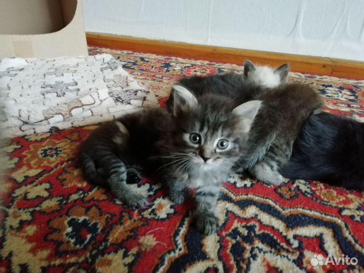 Котята отдам в добрые руки бесплатно